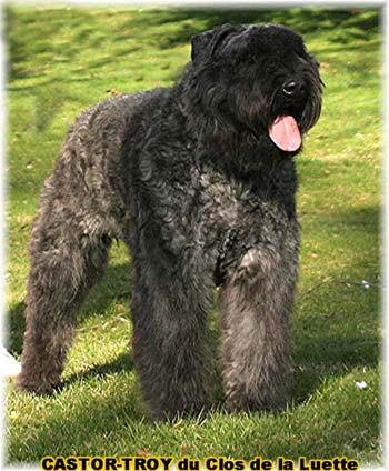 bouvier des flandres du clos de la luette - copyright déposé